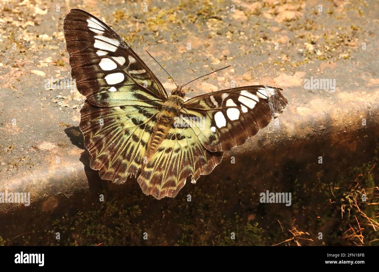 Clipper Butterfly, Parthenos sylvia, Sammulran Shetty`s Butterfly Park, Beluvai, Karnataka Indien Stockfoto